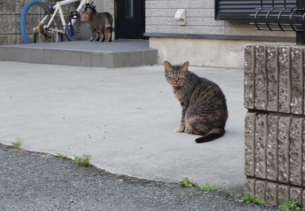いつも一緒♪