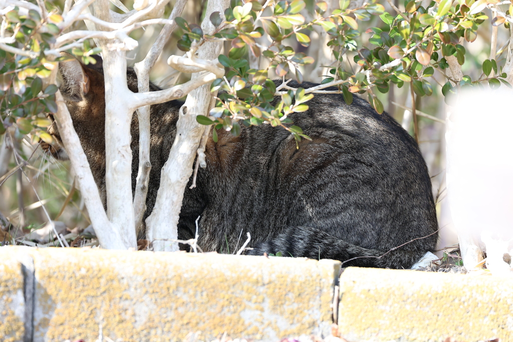 生け垣のなか♪