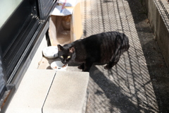 ネコまっしぐら♪