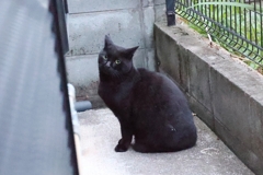 「クロネコ」ポーズ♪