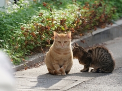 冬の朝（相性よし）♪