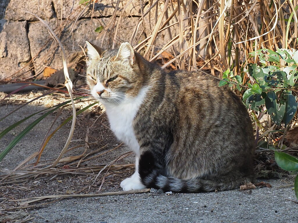 「サバ白の風格」♪