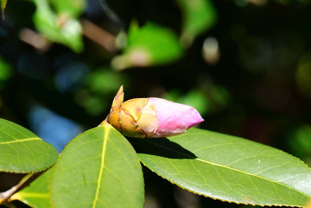 「太郎冠者」♪