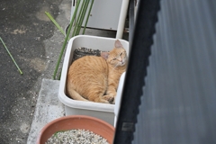 ２番ネコ（眠そ～）