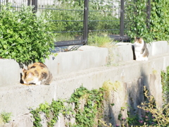 「2匹の関係」♪ 「2匹の関係」♪