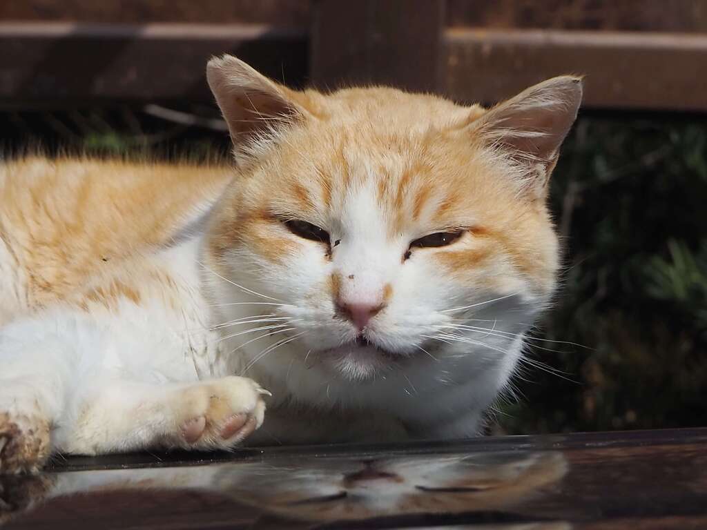 「爪出すな」♪