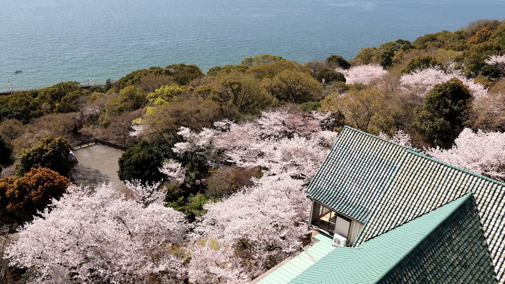 桜と海♪
