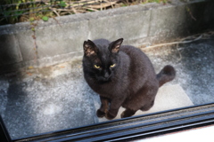 黒い奴♪