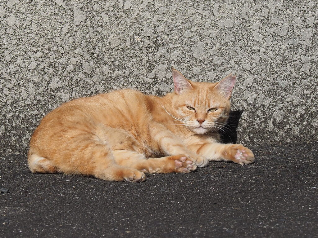 「陽だまりの朝」♪