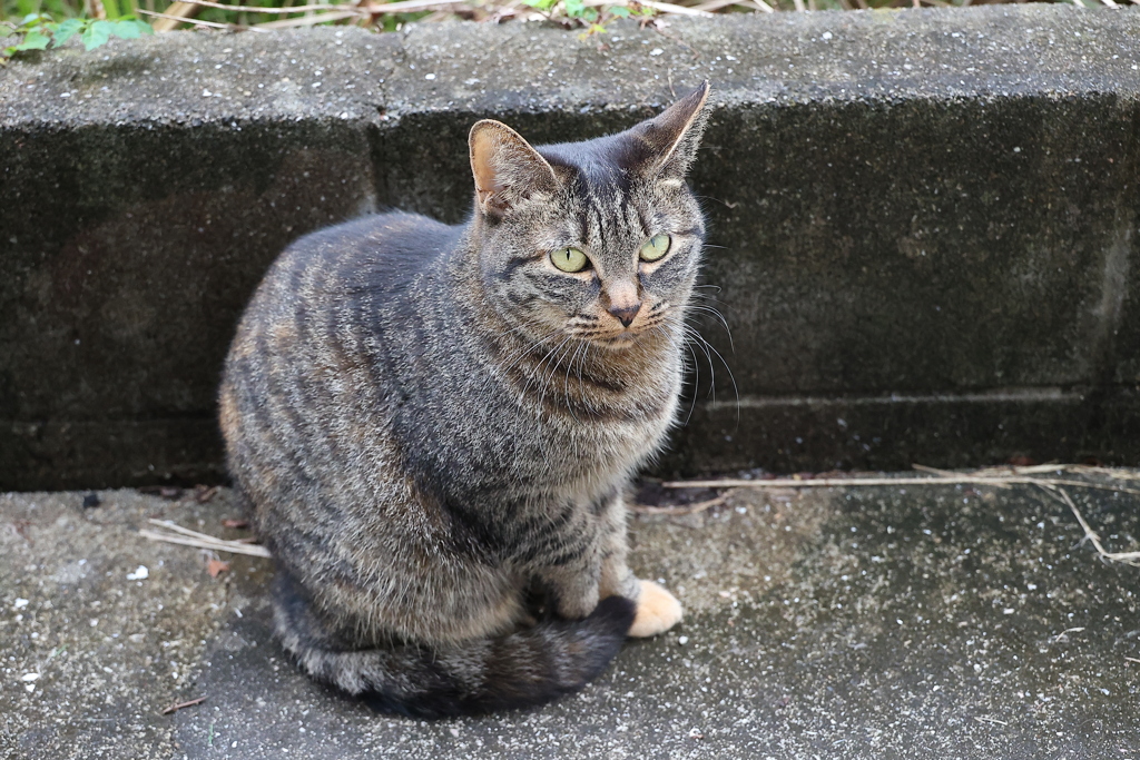 また来たよ（中サバトラ）♪