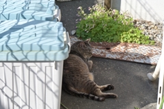 朝から寝ている