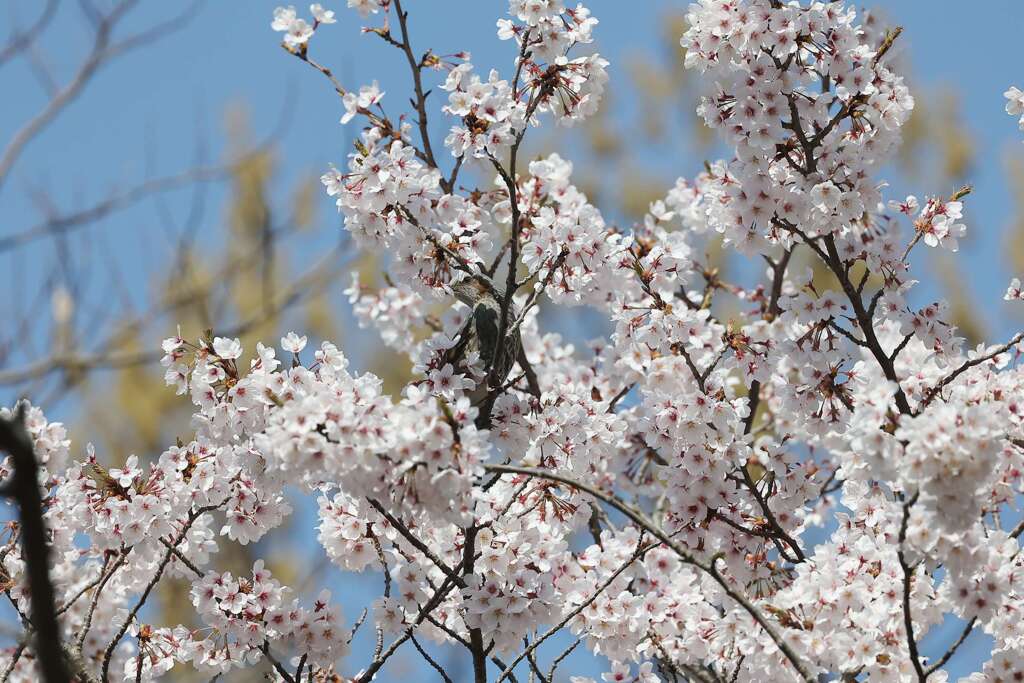 隠れ鳥♪