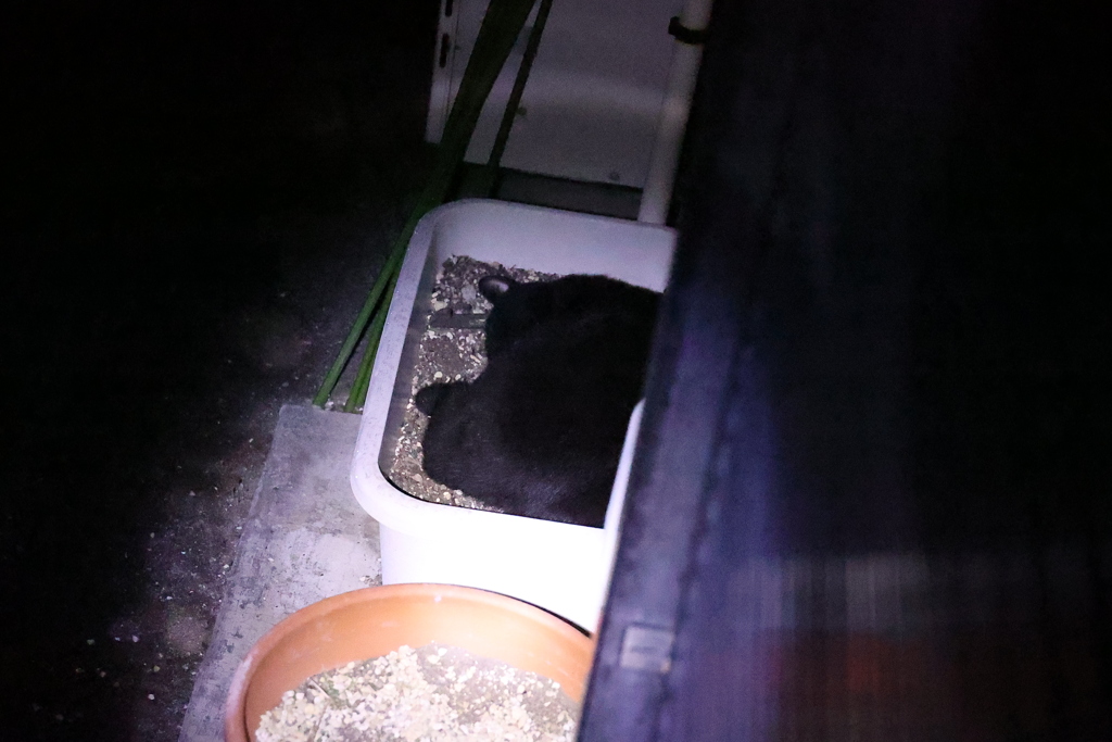 風邪引くぞ（小クロネコ）♪