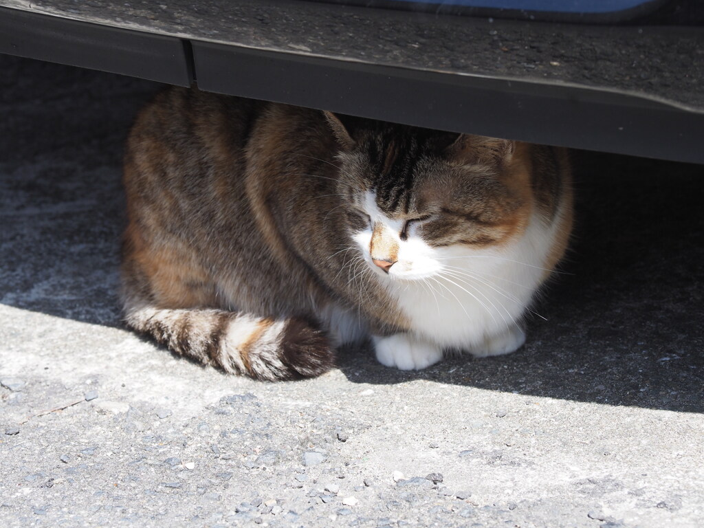 「車の下」♪