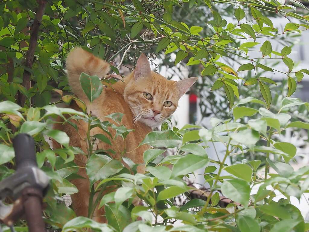 「まるどら」発見♪