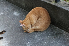 猫は、クネクネ♪