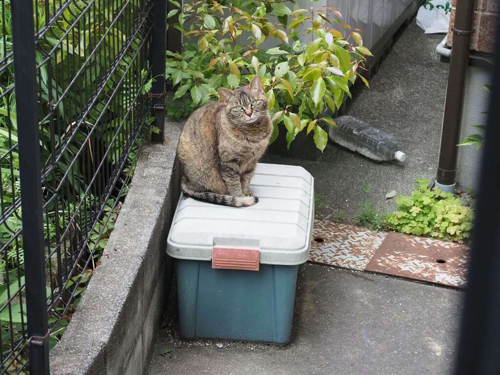 「曇り空」♪