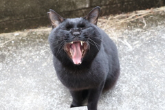 またかい（大胆不敵）♪