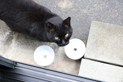 餌まだ～♪
