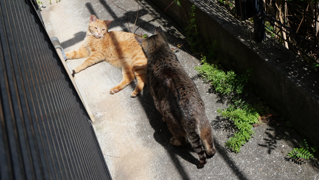 ちょっかい