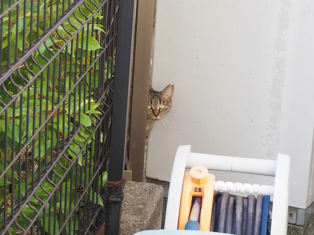 フェンスの隙間♪