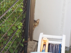 フェンスの隙間♪