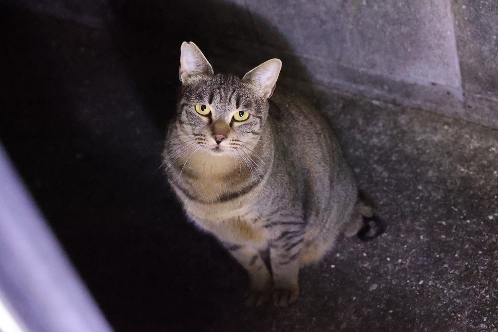 「別サバトラ」も、来たよ♪