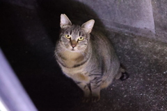 「別サバトラ」も、来たよ♪