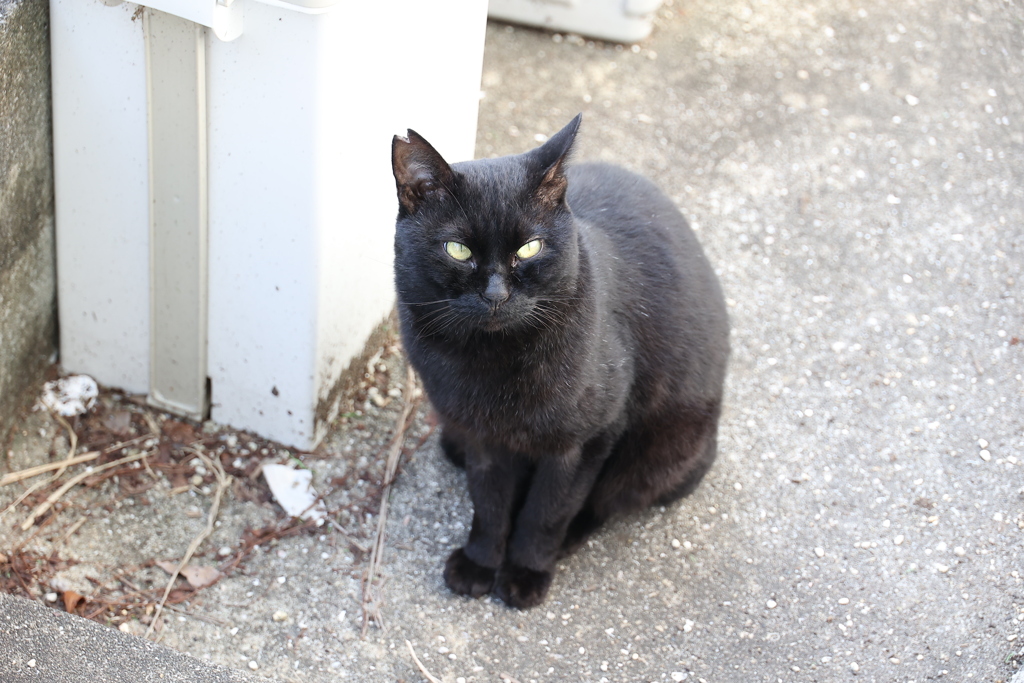 いつもの顔で♪