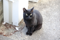 いつもの顔で♪