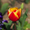 チューリップ♪