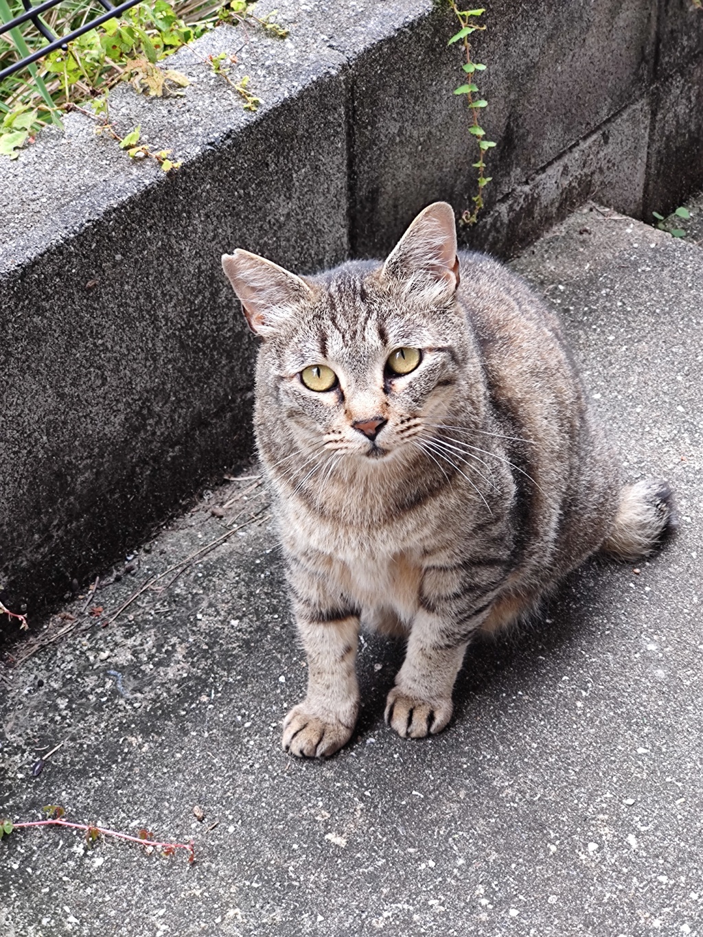 夕飯くださ～い♪