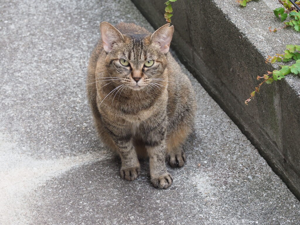 「東から来た」♪