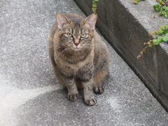 「東から来た」♪