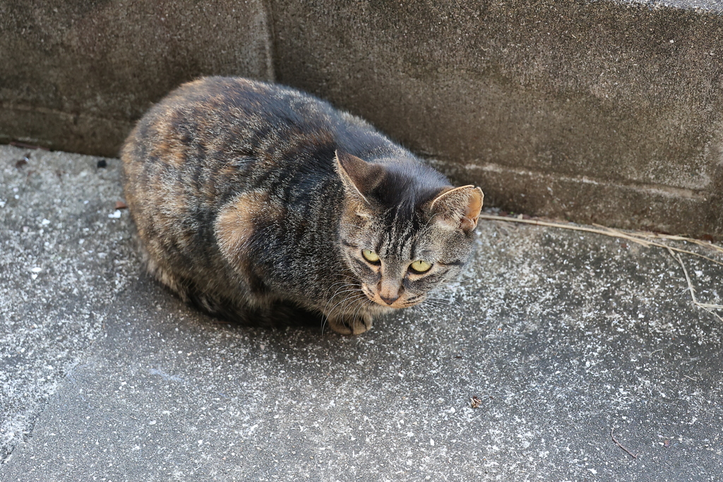 様子見（中サバトラ）♪