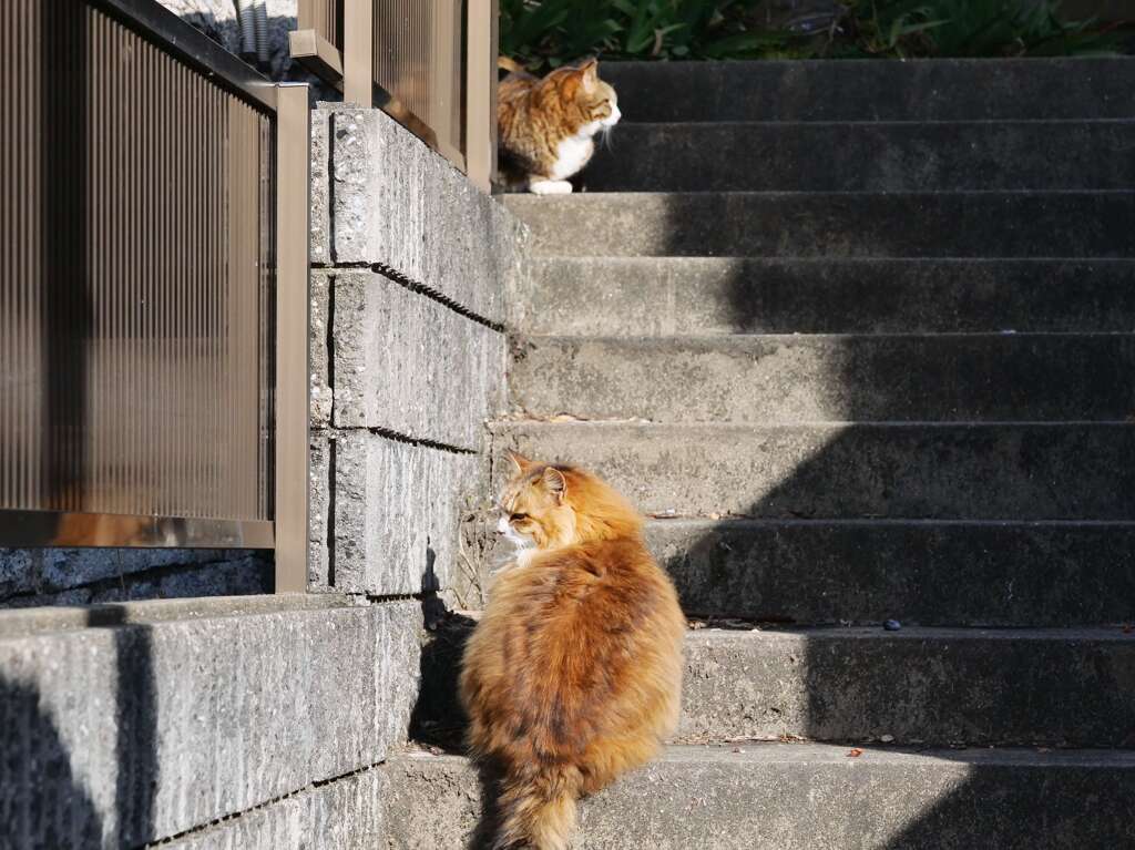 「フサフサ系」続編♪