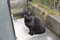 敵もさる者（学習効果）