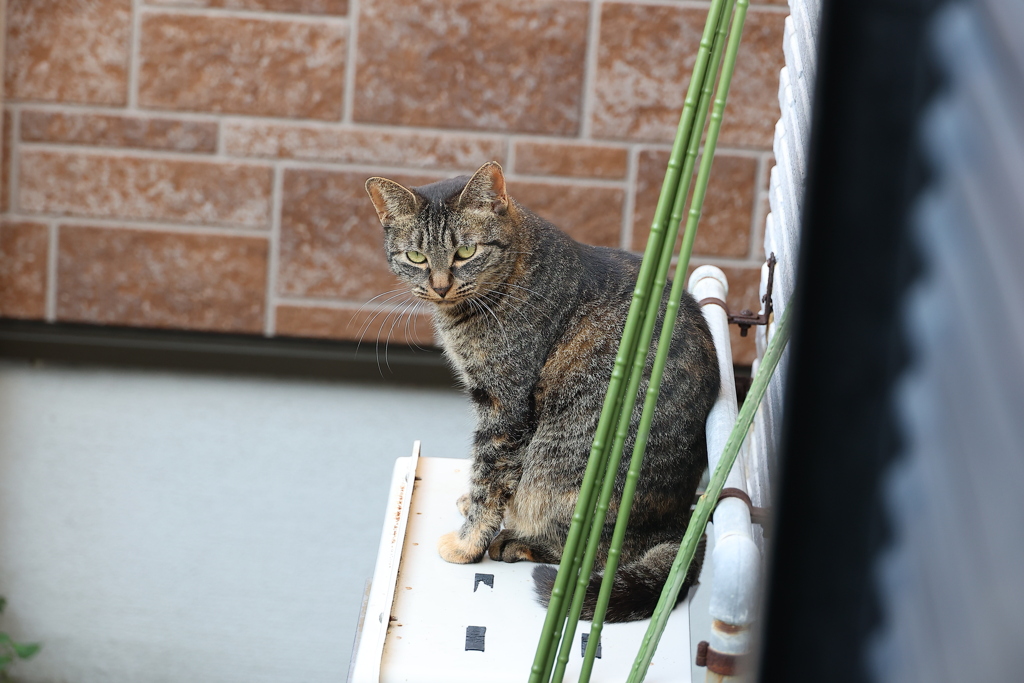 来てる来てる♪