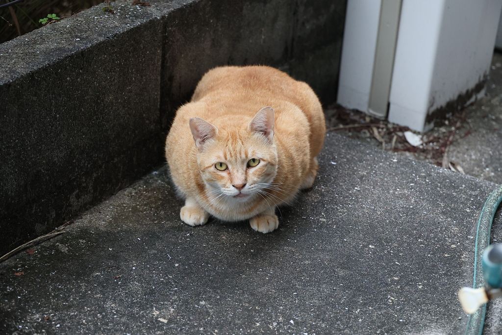 待ち構え♪