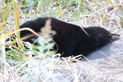 クロネコ重態！