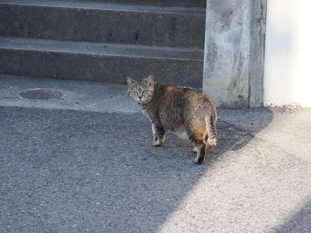 ねこ溜り（2）♪