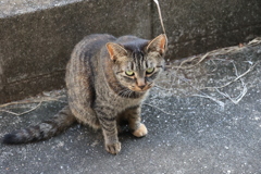 睨む（中サバトラ）♪