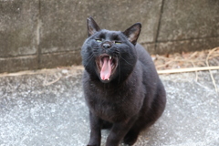 やっぱり、これ♪
