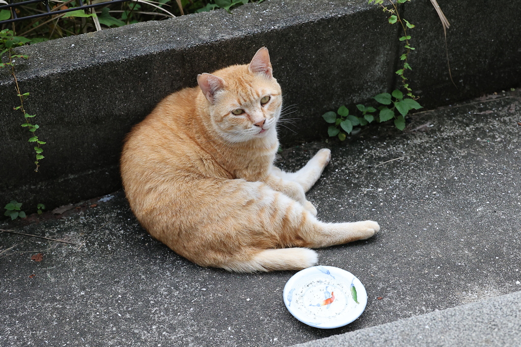 何ですか～（大茶トラ）♪