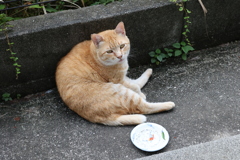 何ですか～（大茶トラ）♪