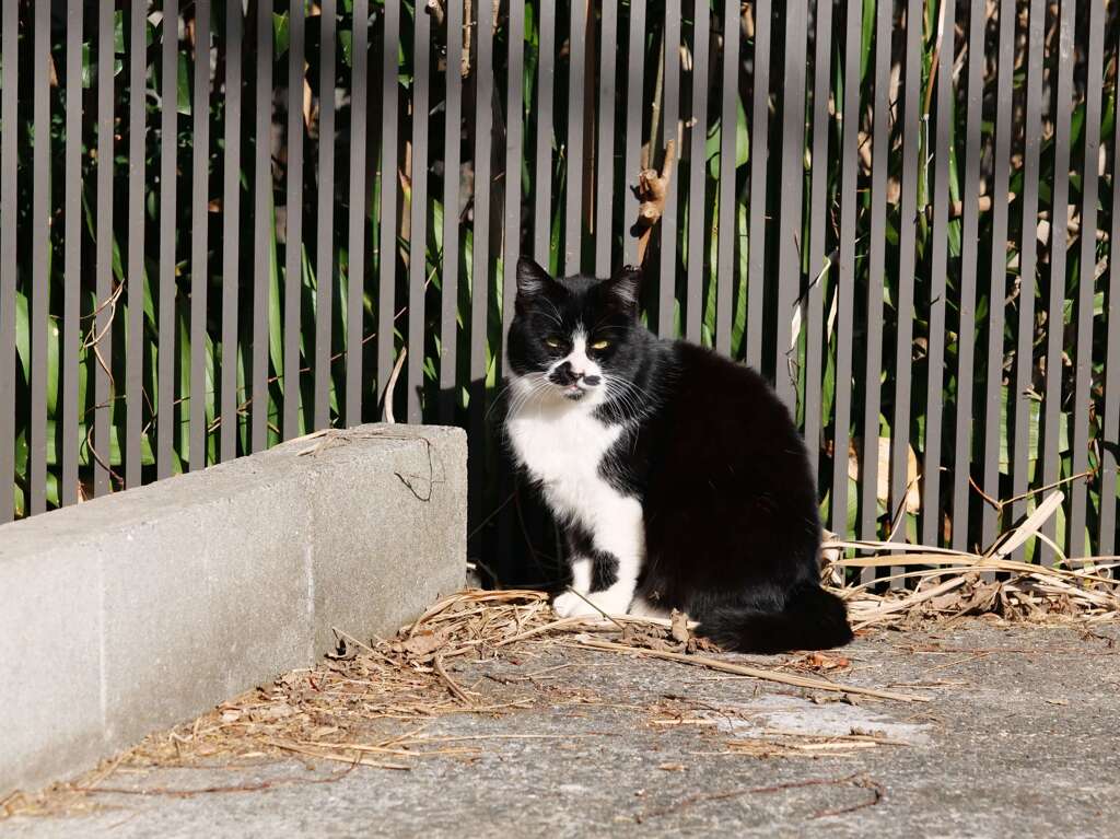 「ブチねこ」♪