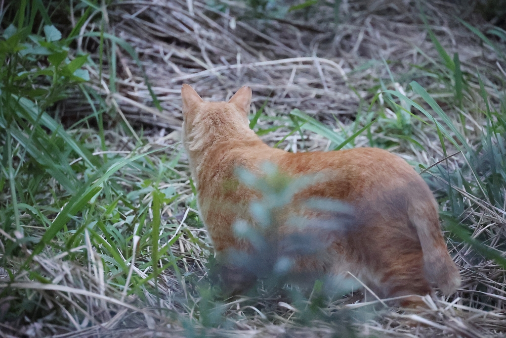 「クロネコ」ケンちゃん♪