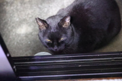クロネコ接近♪