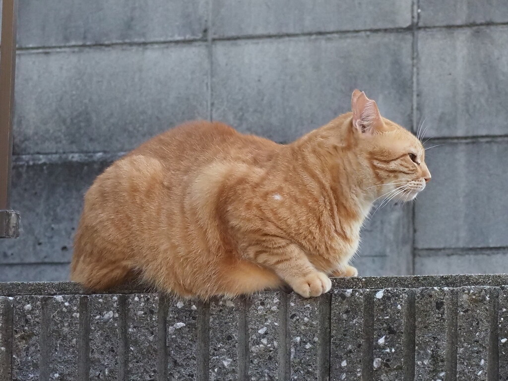 茶シロ♪