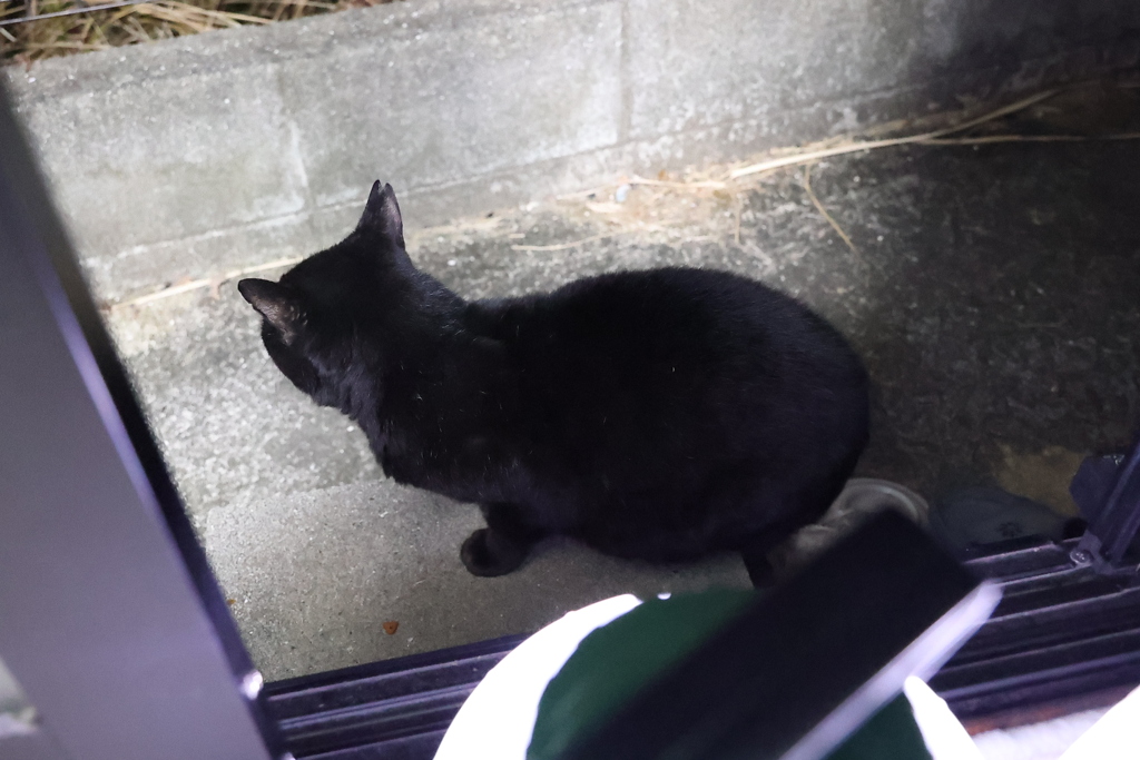 暗闇の「小クロネコ」♪